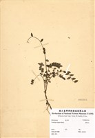 藏品(翼核木)的圖片